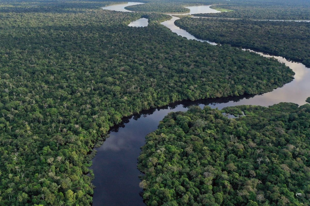 Peixes da Amazônia somam mais de 2,7 mil espécies de água doce, segundo novo levantamento.